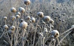 Wild Bergamot Bee Balm (Monarda Fistulosa) - 6 Pack Of 1 Gallon Pots 14 Wild Bergamot Bee Balm (Monarda Fistulosa) - 6 Pack Of 1 Gallon Pots -Breeze Sprout Sales monarda fistulosa wild bergamont bee balm 15 1