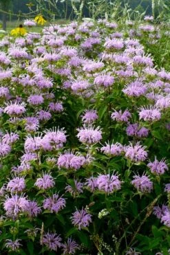 Wild Bergamot Bee Balm (Monarda Fistulosa) - 5 Pack Of Quart Pots -Breeze Sprout Sales monarda fistulosa wild bergamont bee balm 16 2
