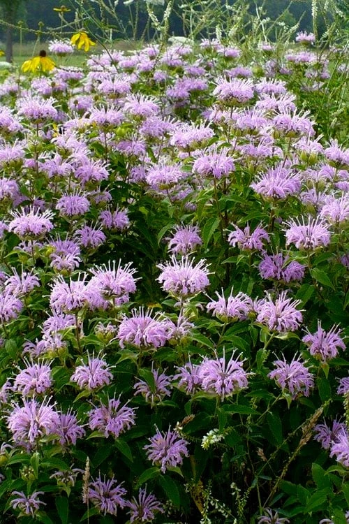 Wild Bergamot Bee Balm (Monarda Fistulosa) - 1 Gallon Pot 4 Wild Bergamot Bee Balm (Monarda Fistulosa) - 1 Gallon Pot - Image 4