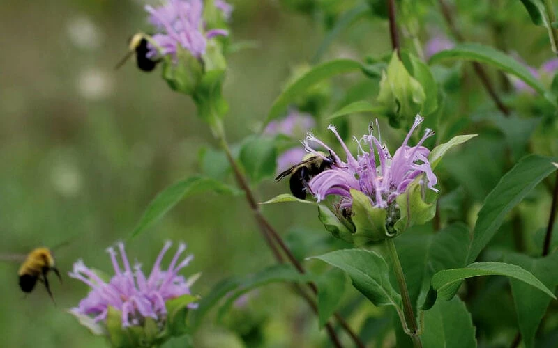 Wild Bergamot Bee Balm (Monarda Fistulosa) - 1 Gallon Pot 6 Wild Bergamot Bee Balm (Monarda Fistulosa) - 1 Gallon Pot - Image 6