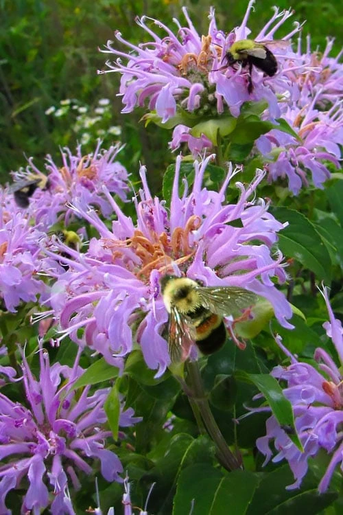 Wild Bergamot Bee Balm (Monarda Fistulosa) - 6 Pack Of 1 Gallon Pots 1 Wild Bergamot Bee Balm (Monarda Fistulosa) - 6 Pack Of 1 Gallon Pots