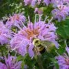 Wild Bergamot Bee Balm (Monarda Fistulosa) - 5 Pack Of Quart Pots