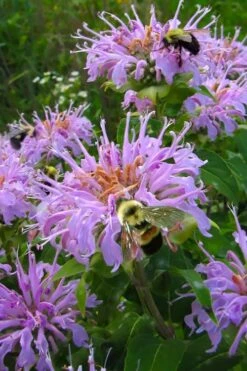 Wild Bergamot Bee Balm (Monarda Fistulosa) - 8 Pack Of 1 Gallon Pots