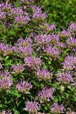 Wild Bergamot Bee Balm (Monarda Fistulosa) - 1 Gallon Pot 15 Wild Bergamot Bee Balm (Monarda Fistulosa) - 1 Gallon Pot -Breeze Sprout Sales monarda fistulosa wild bergamont bee balm 5