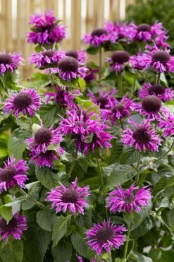 Bee-You Bee Free Bee Balm (Monarda) - 1 Gallon Pot 11 Bee-You Bee Free Bee Balm (Monarda) - 1 Gallon Pot -Breeze Sprout Sales monarda hybrid bee free bee balm 1