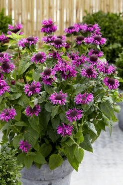 Bee-You Bee Free Bee Balm (Monarda) - 1 Gallon Pot 10 Bee-You Bee Free Bee Balm (Monarda) - 1 Gallon Pot -Breeze Sprout Sales monarda hybrid bee free bee balm 3