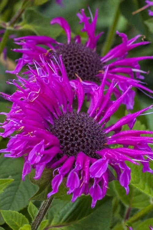 Bee-You Bee Free Bee Balm (Monarda) - 1 Gallon Pot 1 Bee-You Bee Free Bee Balm (Monarda) - 1 Gallon Pot