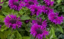 Bee-You Bee Free Bee Balm (Monarda) - 1 Gallon Pot 9 Bee-You Bee Free Bee Balm (Monarda) - 1 Gallon Pot -Breeze Sprout Sales monarda hybrid bee free bee balm 9