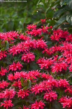 Cherry Pops Bee Balm (Monarda) - 1 Gallon Pot 12 Cherry Pops Bee Balm (Monarda) - 1 Gallon Pot -Breeze Sprout Sales monarda sugar buzz cherry pops bee balm 1