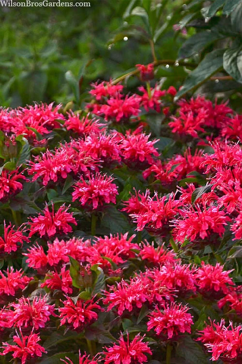 Cherry Pops Bee Balm (Monarda) - 1 Gallon Pot 6 Cherry Pops Bee Balm (Monarda) - 1 Gallon Pot - Image 6