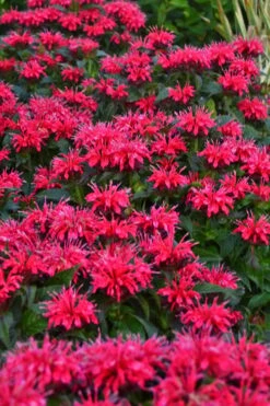 Cherry Pops Bee Balm (Monarda) - 1 Gallon Pot 13 Cherry Pops Bee Balm (Monarda) - 1 Gallon Pot -Breeze Sprout Sales monarda sugar buzz cherry pops bee balm 2
