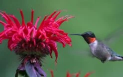 Cherry Pops Bee Balm (Monarda) - 1 Gallon Pot 11 Cherry Pops Bee Balm (Monarda) - 1 Gallon Pot -Breeze Sprout Sales monarda sugar buzz cherry pops bee balm 3