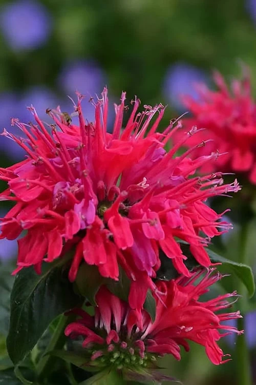 Cherry Pops Bee Balm (Monarda) - 1 Gallon Pot 1 Cherry Pops Bee Balm (Monarda) - 1 Gallon Pot