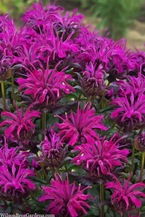 Rockin' Raspberry Bee Balm (Monarda) - 1 Gallon Pot 1 Rockin' Raspberry Bee Balm (Monarda) - 1 Gallon Pot