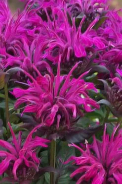 Rockin' Raspberry Bee Balm (Monarda) - 1 Gallon Pot 9 Rockin' Raspberry Bee Balm (Monarda) - 1 Gallon Pot -Breeze Sprout Sales monarda sugar buzz rockin raspberry bee balm 20