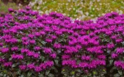 Rockin' Raspberry Bee Balm (Monarda) - 1 Gallon Pot 8 Rockin' Raspberry Bee Balm (Monarda) - 1 Gallon Pot -Breeze Sprout Sales monarda sugar buzz rockin raspberry bee balm 21