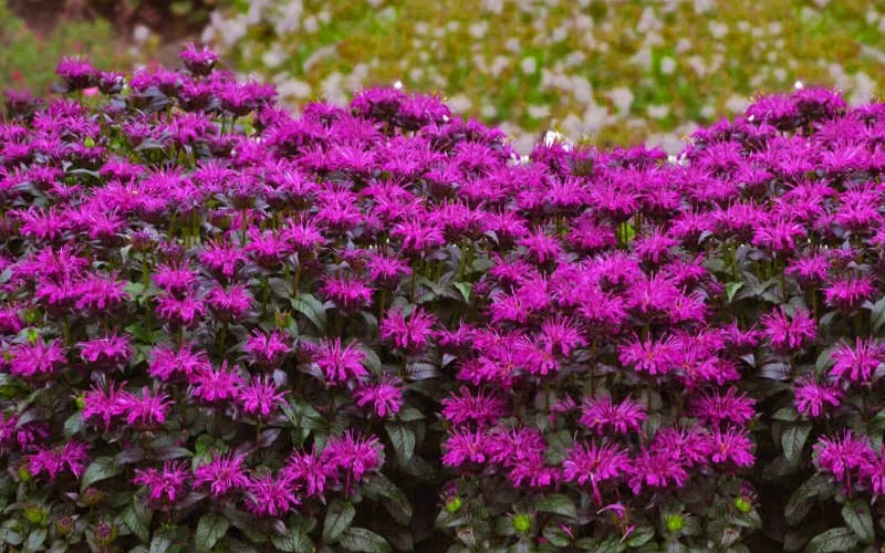 Rockin' Raspberry Bee Balm (Monarda) - 1 Gallon Pot 4 Rockin' Raspberry Bee Balm (Monarda) - 1 Gallon Pot - Image 4