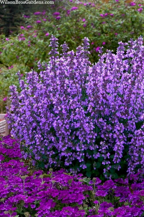 Cats Pajamas Catmint - 1 Gallon Pot 1 Cats Pajamas Catmint - 1 Gallon Pot