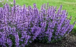 Cats Pajamas Catmint - 1 Gallon Pot 8 Cats Pajamas Catmint - 1 Gallon Pot -Breeze Sprout Sales nepeta cats pajamas catmint 4