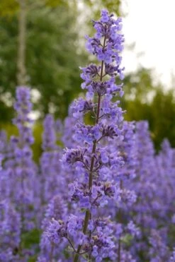Summer Magic Catmint (Nepeta Grandiflora) - 1 Gallon Pot -Breeze Sprout Sales nepeta grandiflora summer magic catmint 1 1