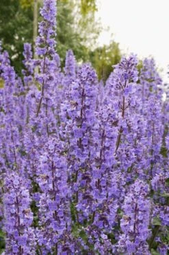 Summer Magic Catmint (Nepeta Grandiflora) - 6 Pack Of 1 Gallon Pots -Breeze Sprout Sales nepeta grandiflora summer magic catmint 3