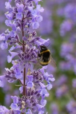 Summer Magic Catmint (Nepeta Grandiflora) - 1 Gallon Pot -Breeze Sprout Sales nepeta grandiflora summer magic catmint 4 1