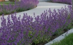 Little Trudy Catmint - 5 Pack Of Quart Pots -Breeze Sprout Sales nepeta little trudy catmint 5