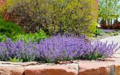 Little Trudy Catmint - 5 Pack Of Quart Pots -Breeze Sprout Sales nepeta little trudy catmint 8