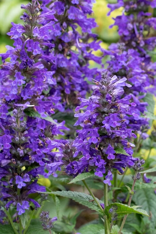 Neptune Catmint (Nepeta) - 1 Gallon Pot 1 Neptune Catmint (Nepeta) - 1 Gallon Pot