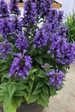 Neptune Catmint (Nepeta) - 1 Gallon Pot 7 Neptune Catmint (Nepeta) - 1 Gallon Pot -Breeze Sprout Sales nepeta neptune catmint 7