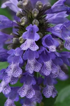 Blue Prelude Catmint (Nepeta) - 1 Gallon Pot -Breeze Sprout Sales nepeta prelude blue catmint 1