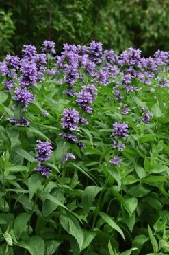 Blue Prelude Catmint (Nepeta) - 1 Gallon Pot -Breeze Sprout Sales nepeta prelude blue catmint 3