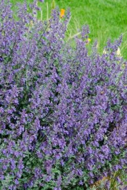 Six Hills Giant Catmint (Nepeta) - 5 Pack Of Quart Pots 14 Six Hills Giant Catmint (Nepeta) - 5 Pack Of Quart Pots -Breeze Sprout Sales nepeta six hills giant catmint 1