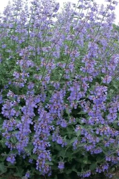 Six Hills Giant Catmint (Nepeta) - 5 Pack Of Quart Pots 12 Six Hills Giant Catmint (Nepeta) - 5 Pack Of Quart Pots -Breeze Sprout Sales nepeta six hills giant catmint 7