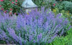 Six Hills Giant Catmint (Nepeta) - 5 Pack Of Quart Pots 13 Six Hills Giant Catmint (Nepeta) - 5 Pack Of Quart Pots -Breeze Sprout Sales nepeta six hills giant catmint 8