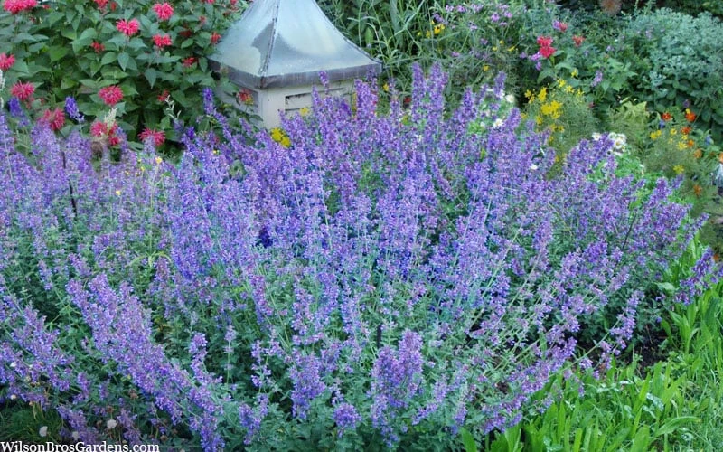 Six Hills Giant Catmint (Nepeta) - 5 Pack Of Quart Pots 5 Six Hills Giant Catmint (Nepeta) - 5 Pack Of Quart Pots - Image 5