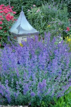 Six Hills Giant Catmint (Nepeta) - 5 Pack Of Quart Pots 16 Six Hills Giant Catmint (Nepeta) - 5 Pack Of Quart Pots -Breeze Sprout Sales nepeta six hills giant catmint 9