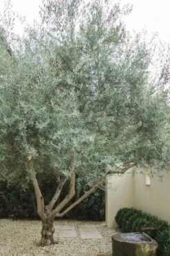 Arbequina Olive Tree - 5 Gallon Pot -Breeze Sprout Sales olive tree arbequina 4 1