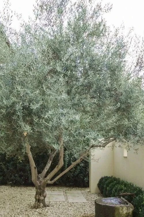 Arbequina Olive Tree - 7 Gallon Pot (4-5') 4 Arbequina Olive Tree - 7 Gallon Pot (4-5') - Image 4