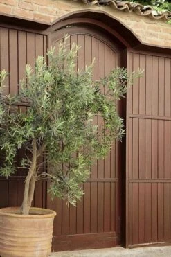 Arbequina Olive Tree - 2 Gallon Pot -Breeze Sprout Sales olive tree arbequina 6 2