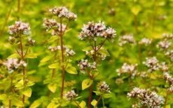 Golden Oregano - 5 Pack Of Pint Pots 11 Golden Oregano - 5 Pack Of Pint Pots -Breeze Sprout Sales oregano golden 2 1