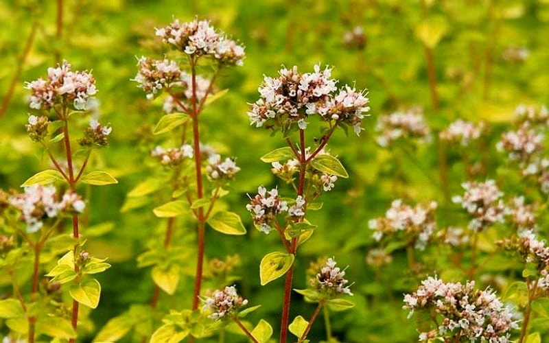 Golden Oregano - 6 Pack Of Pint Pots 6 Golden Oregano - 6 Pack Of Pint Pots - Image 6