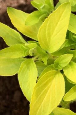 Golden Oregano - 6 Pack Of Pint Pots 10 Golden Oregano - 6 Pack Of Pint Pots -Breeze Sprout Sales oregano golden 6