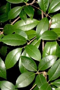 Fruitland's Fortune Tea Olive (Fragrant Osmanthus) - 7 Gallon Pot (4-5') -Breeze Sprout Sales osmanthus fruitlands fortune tea olive 1