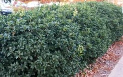 Fruitland's Fortune Tea Olive (Fragrant Osmanthus) - 7 Gallon Pot (4-5') -Breeze Sprout Sales osmanthus fruitlands fortune tea olive 4