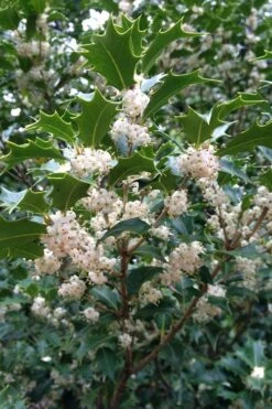 Gulftide Hardy Tea Olive (Osmanthus) - 2 Gallon Pot -Breeze Sprout Sales osmanthus heterophyllus gulftide tea olive false holly 10