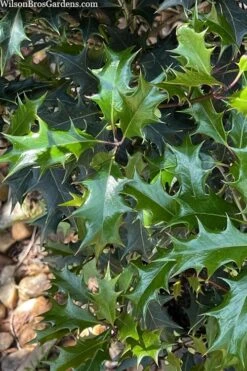 Gulftide Hardy Tea Olive (Osmanthus) - 2 Gallon Pot -Breeze Sprout Sales osmanthus heterophyllus gulftide tea olive false holly 6