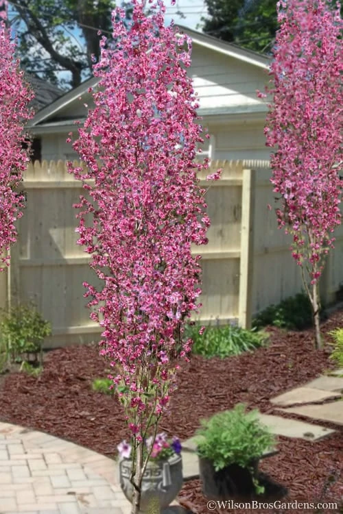 Corinthian Flowering Peach Tree - 2 Gallon Pot (3-4') 1 Corinthian Flowering Peach Tree - 2 Gallon Pot (3-4')