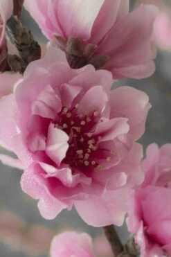 Corinthian Flowering Peach Tree - 2 Gallon Pot (3-4') 8 Corinthian Flowering Peach Tree - 2 Gallon Pot (3-4') -Breeze Sprout Sales peach corinthian 24