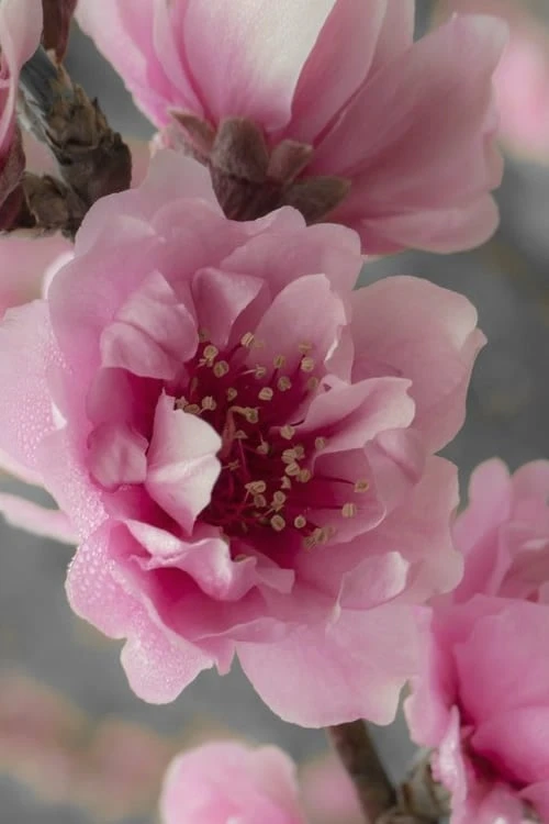 Corinthian Flowering Peach Tree - 2 Gallon Pot (3-4') 4 Corinthian Flowering Peach Tree - 2 Gallon Pot (3-4') - Image 4